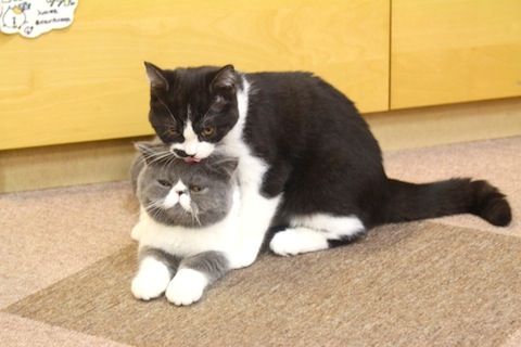 つーかまーえたー♪ のコピー