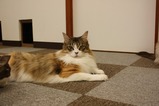 ボニー