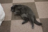 あんこチャンゴローン