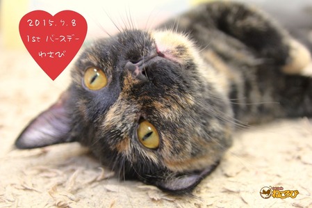 IMG_1868のコピー