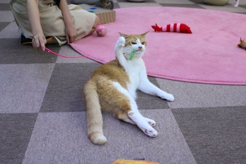 IMG_0368