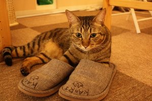 IMG_8190