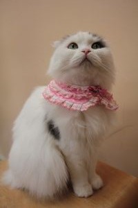 アイシャはじめ