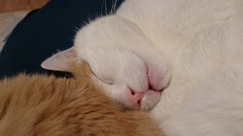 DSC_0439