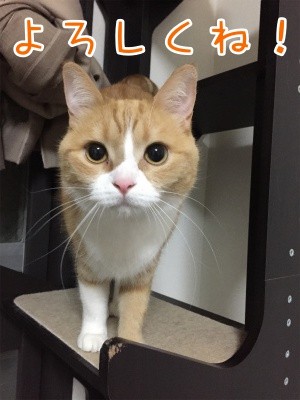 ココナッツ72