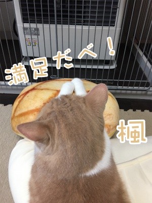 楓438