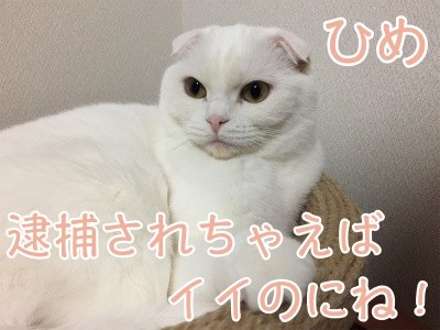 ひめ90