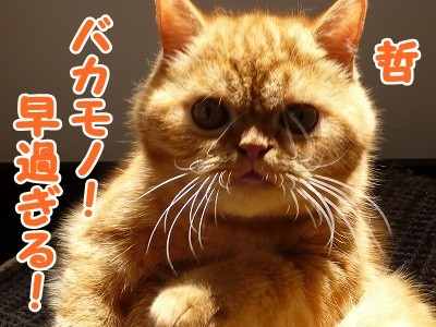 あん (28)