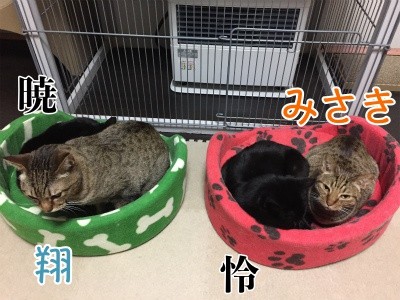 みんな1158