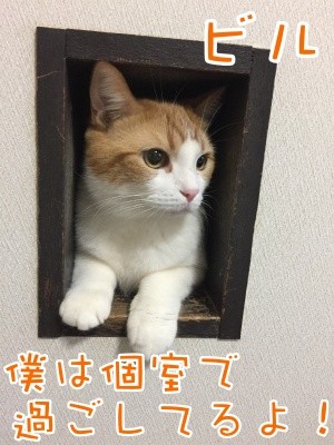 ベルビル101