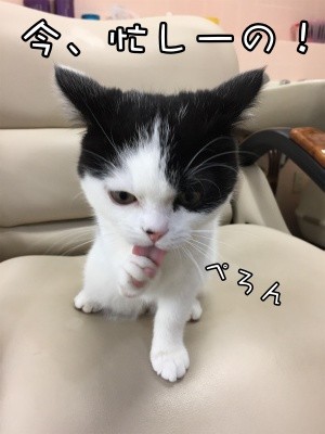 珠若44