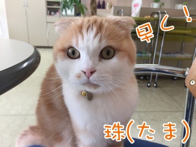 珠若413