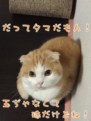 珠若27