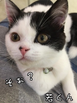 珠若46