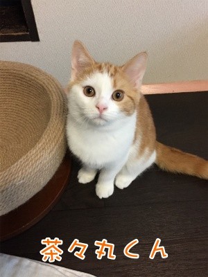 ちゃま1