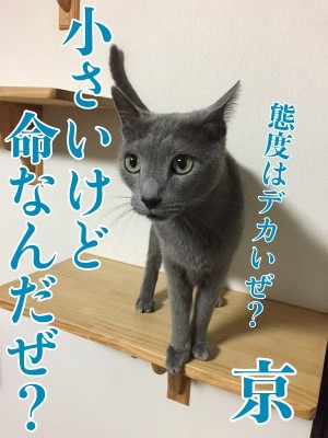 京241
