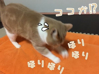 楓411