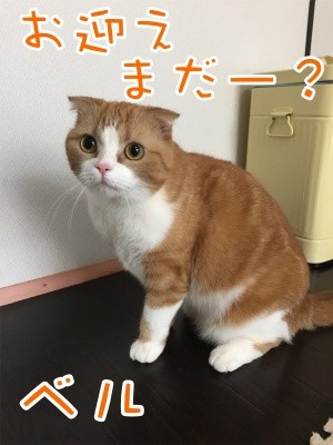 ベルビル102