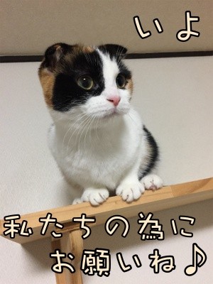 いよ55