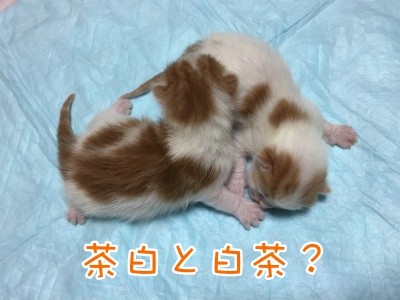 そよチビ