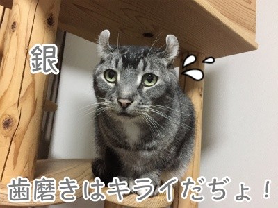 銀162