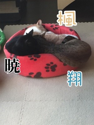 みんな1174