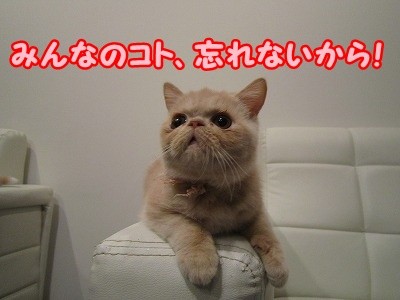 あん (38)