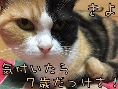 きよ23