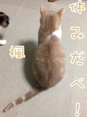 楓450