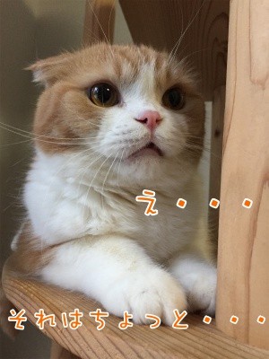 陽97