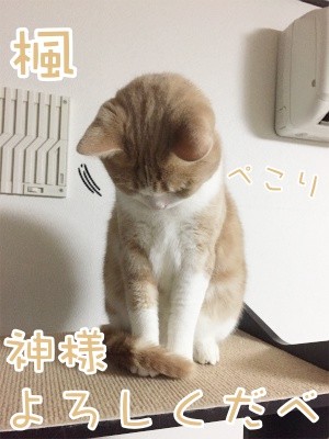 楓361
