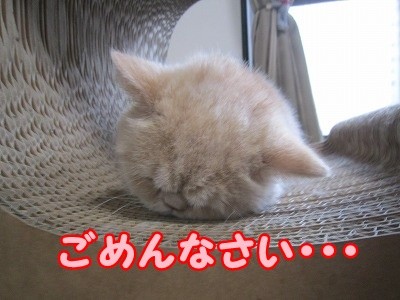 あん (30)