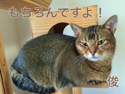 俊