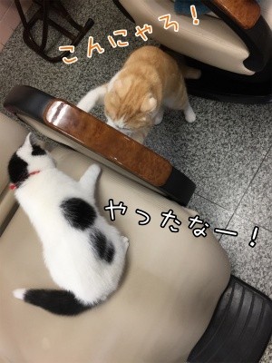 珠若41