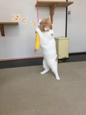 煌129
