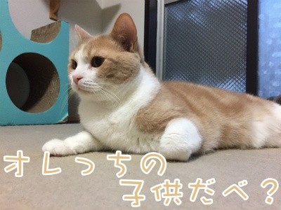 楓451