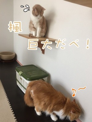 るひあ69