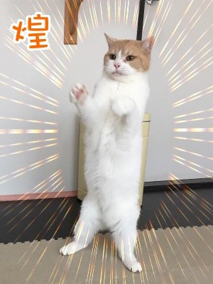 煌131