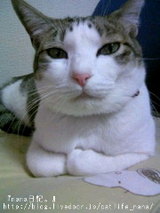 BlogPaint