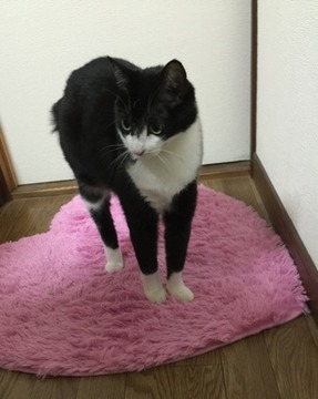 もこ 伸び