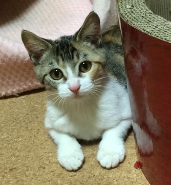あん アップ