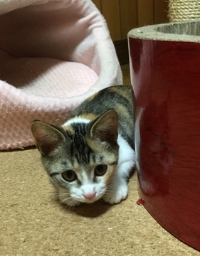 あん 1