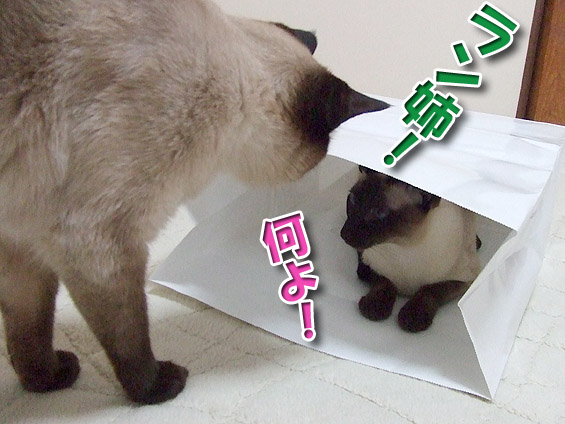 2008061804