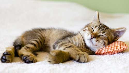 cat_sleeping01