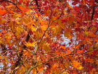 紅葉