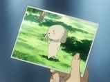 マルチーズ