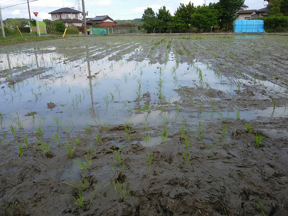 2018田植え青少年健全育成3