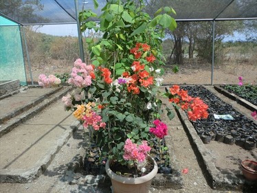 ブーゲンビリア苗木 NO373　接ぎ木　2色‼️ 今日の地元のナーセリーで、このマルチカラーの接ぎ木された