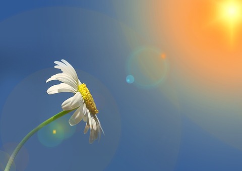 marguerite-1607181_960_720