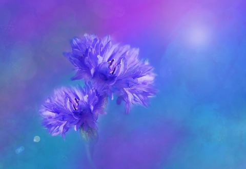 flowers-1204165_1920